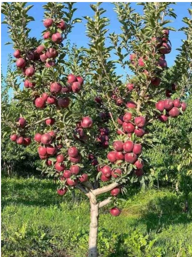 Apple Plant